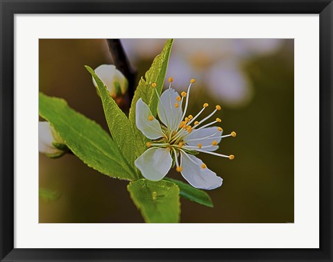 Framed White Flower Bloom And Buds Print