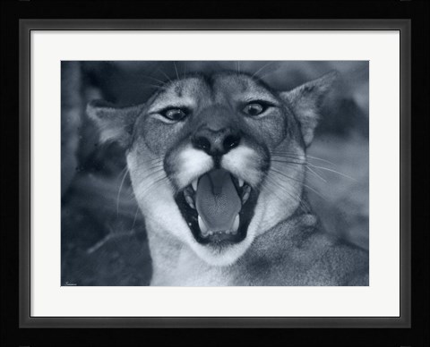 Framed Cougar Print