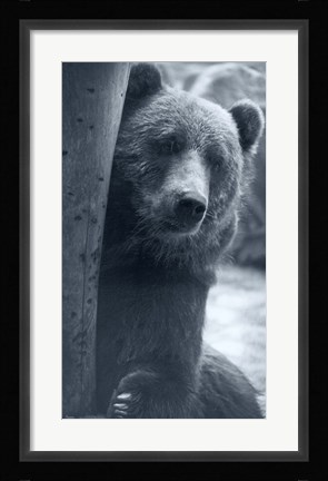 Framed Grizzly Print