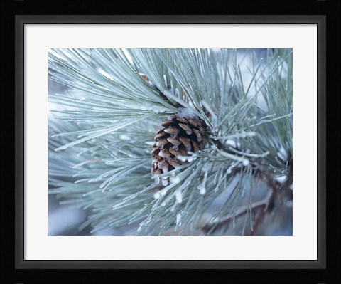 Framed Frosted Pine Cone And Pine Needles III Print