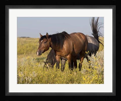 Framed Horses Grazing In Yellow And White Field I Print
