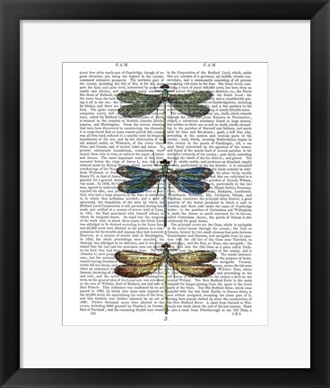 Framed Dragonflies Print 1 Print