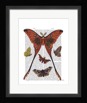Framed Moth Plate 1 Print