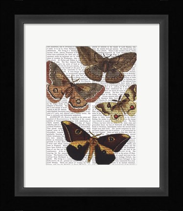 Framed Moth Plate 3 Print