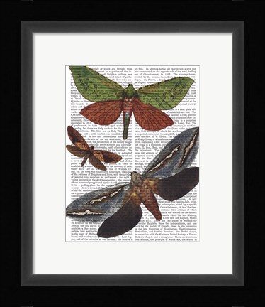 Framed Butterflies 3 Print