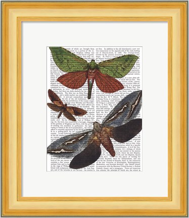 Framed Butterflies 3 Print