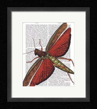 Framed Vintage Grasshopper Print