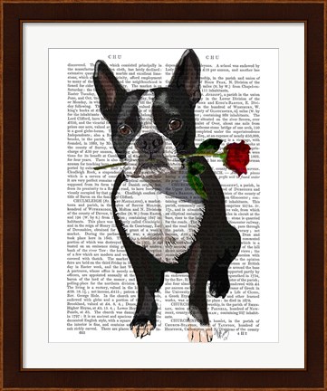 Framed Boston Terrier with Rose in Mouth Print