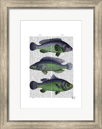 Framed Blue and Green Fish Trio Print