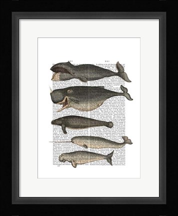 Framed Five Vintage Whales Print