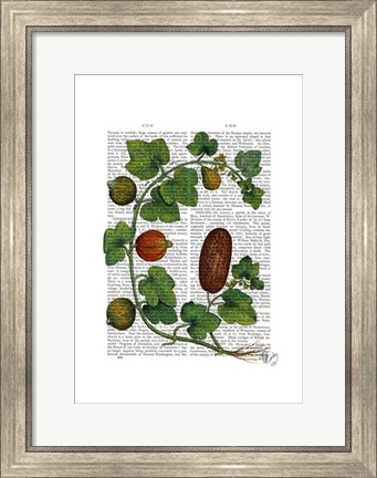 Framed Squash Vine 3 Print