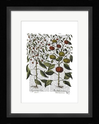 Framed Peppers 4 Print