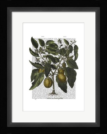 Framed Peppers 6 Print