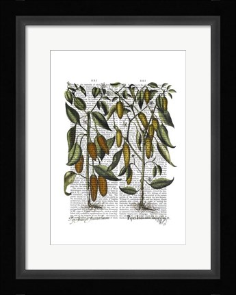 Framed Peppers 7 Print