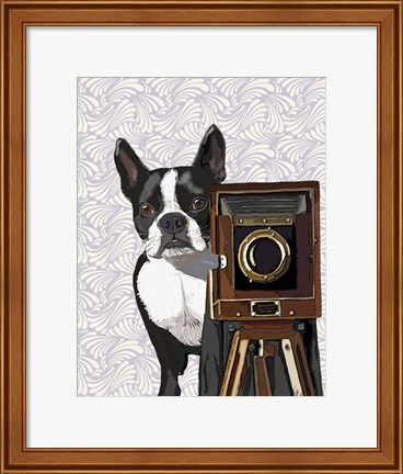Framed Boston Terrier Photographer Print