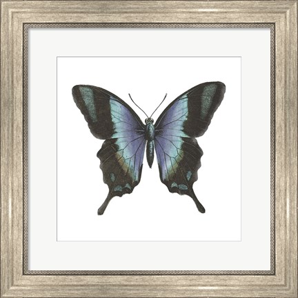 Framed Butterfly Botanical I Print