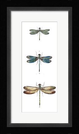 Framed Dragonfly Study I Print