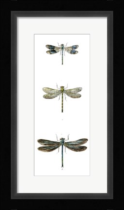 Framed Dragonfly Study II Print