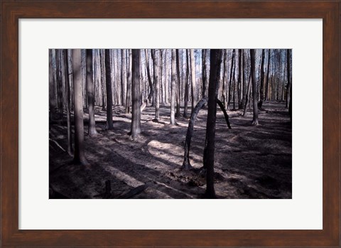 Framed San Bernardino Burned Forest Print