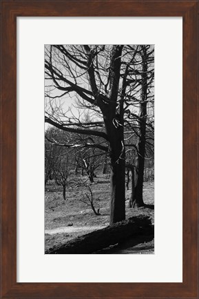 Framed Burned Trees Print
