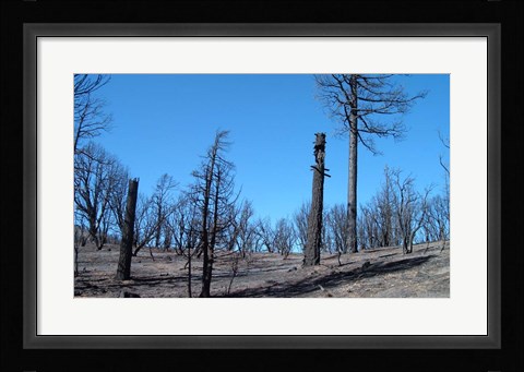 Framed Burned Trees In California Print
