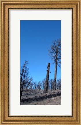 Framed Burned Trees 1 Print