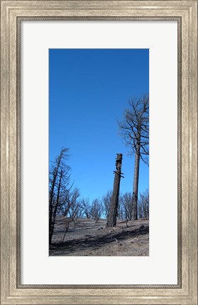 Framed Burned Trees 1 Print