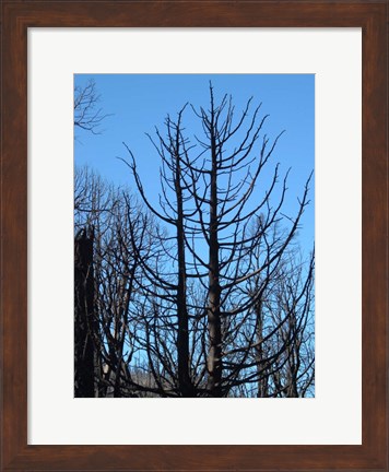 Framed Burned Trees 2 Print