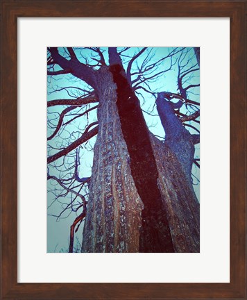 Framed Burned Trees 8 Print