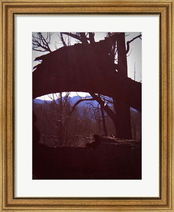 Framed Burned Trees 9 Print