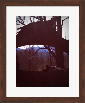 Framed Burned Trees 9 Print