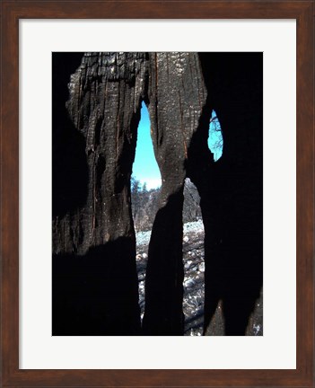 Framed Burned Trees 10 Print