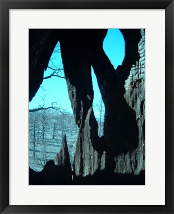 Framed Burned Trees 11 Print