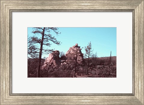 Framed Burned Forest 2 Print