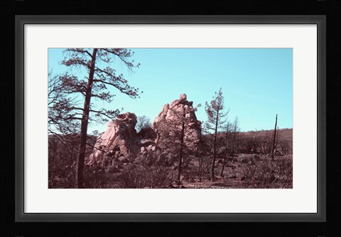 Framed Burned Forest 2 Print
