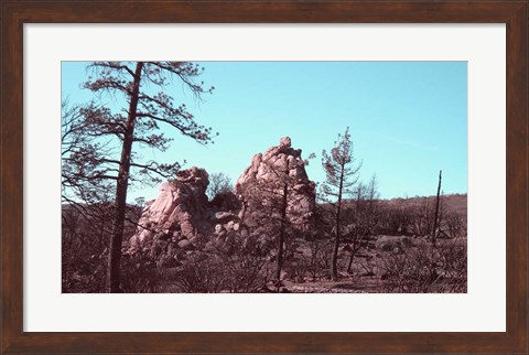 Framed Burned Forest 2 Print