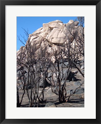 Framed Burned Forest 5 Print