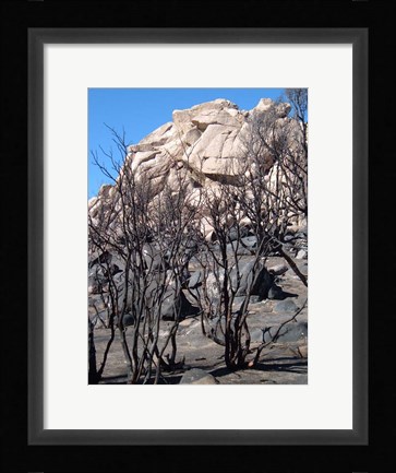 Framed Burned Forest 5 Print