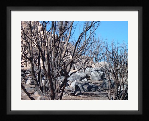 Framed Burned Forest 6 Print