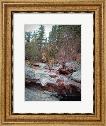 Framed Sierra Nevada Forest 1 Print