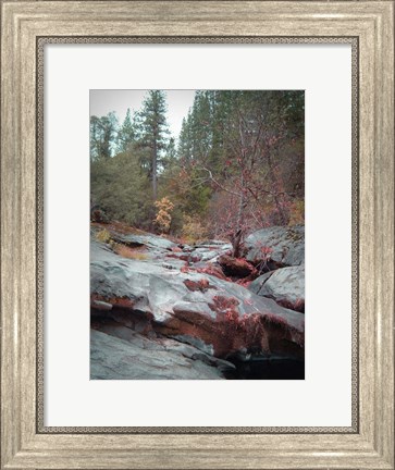 Framed Sierra Nevada Forest 1 Print