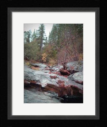 Framed Sierra Nevada Forest 1 Print