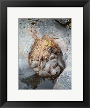 Framed Sierra Nevada Forest 2 Print