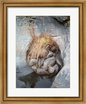 Framed Sierra Nevada Forest 2 Print