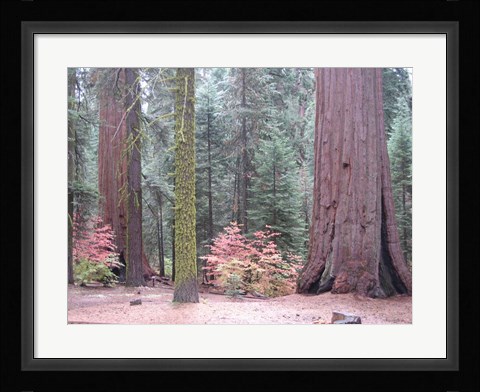 Framed Sequoia Trees Print
