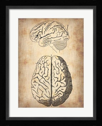 Framed Vintage Brain Anatomy Print