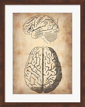 Framed Vintage Brain Anatomy Print