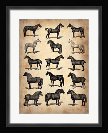 Framed Vintage Horses Collection Print