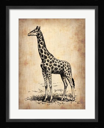 Framed Vintage Giraffe Print