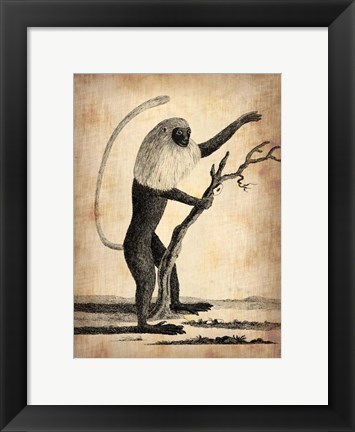 Framed Vintage Monkey Print